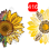 Patchy Sunflower ~ Leopard Sunflower